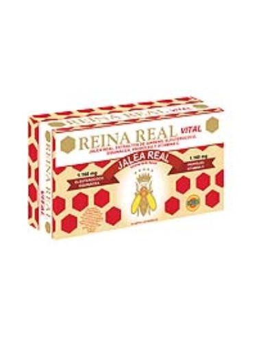 REINA REAL VITAL 30amp ROBIS