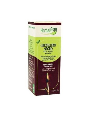 GROSELLERO NEGRO macerado glicerinado 50ml. HERBALGEM