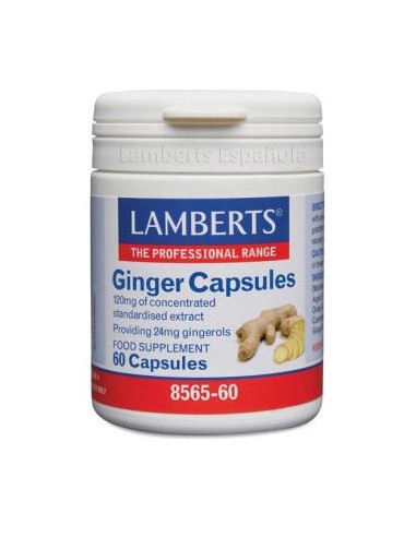 GINGER jengibre 60cap. LAMBERTS