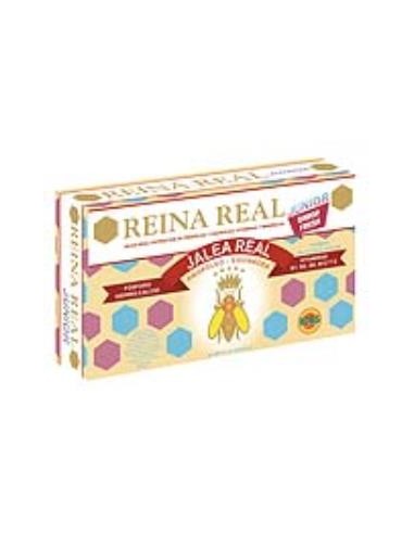 REINA REAL junior 20amp. ROBIS