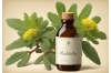 Rhodiola